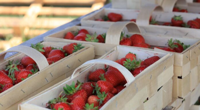 Sytuacja na rynku truskawek 20 maja. Ceny, podaż i rokowania