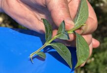 Tegoroczne pędy na borówkach – są przemarznięcia