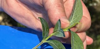 Tegoroczne pędy na borówkach – są przemarznięcia