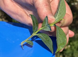 Tegoroczne pędy na borówkach – są przemarznięcia