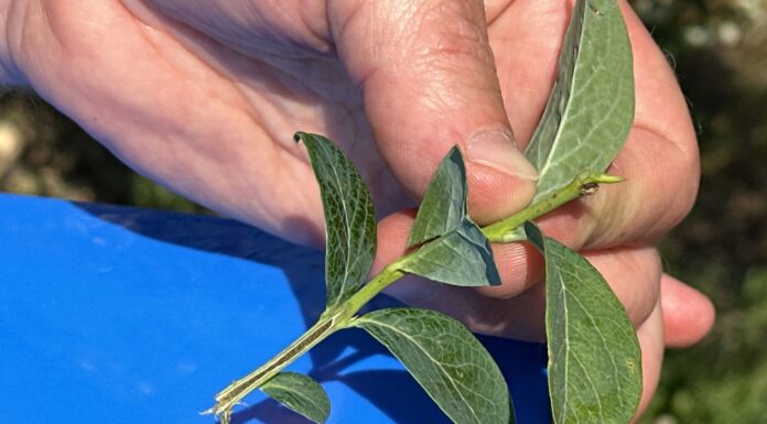 Tegoroczne pędy na borówkach – są przemarznięcia