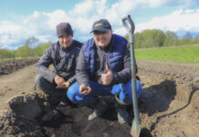 Plantacja borówki na bardzo lekkich glebach. Jak dobrze przygotować stanowisko?