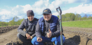 Plantacja borówki na bardzo lekkich glebach. Jak dobrze przygotować stanowisko?