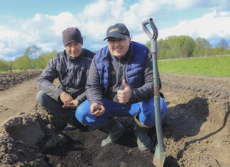 Plantacja borówki na bardzo lekkich glebach. Jak dobrze przygotować stanowisko?