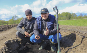 Plantacja borówki na bardzo lekkich glebach. Jak dobrze przygotować stanowisko?