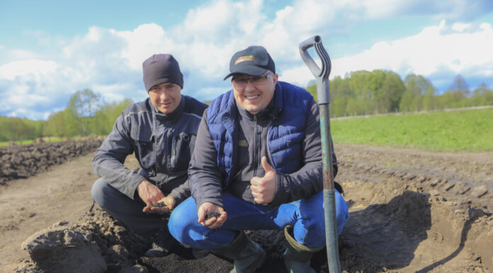 Plantacja borówki na bardzo lekkich glebach. Jak dobrze przygotować stanowisko?