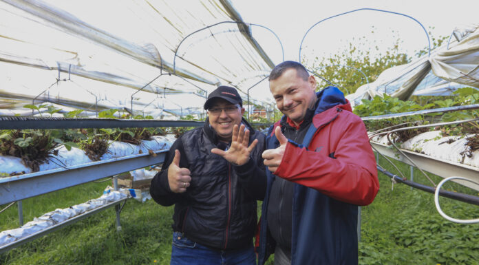 Duże i dorodne truskawki u Karola. Wszyscy są w szoku!
