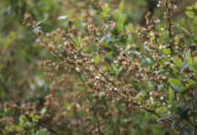 Wiemy, że nic nie wiemy, a sezon borówkowy podsumujemy w październiku