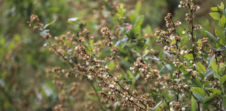 Wiemy, że nic nie wiemy, a sezon borówkowy podsumujemy w październiku