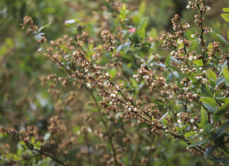 Wiemy, że nic nie wiemy, a sezon borówkowy podsumujemy w październiku