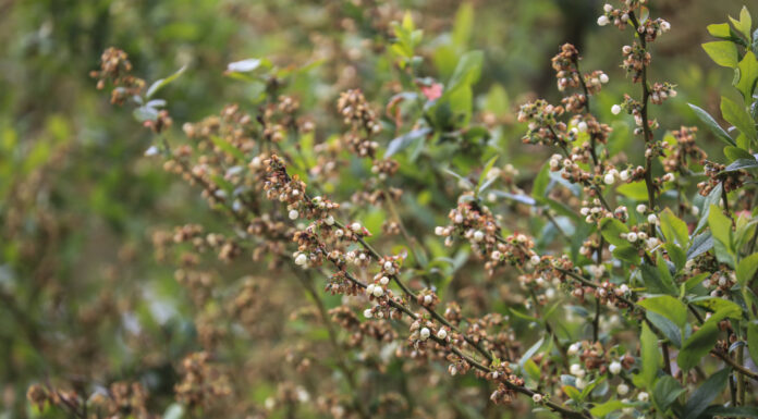 Wiemy, że nic nie wiemy, a sezon borówkowy podsumujemy w październiku