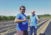 Folia i agrowłóknina na truskawkowe zagony