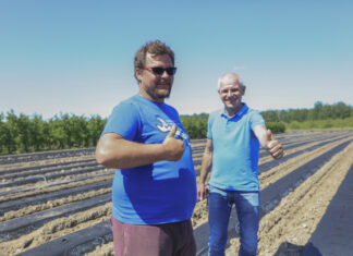 Folia i agrowłóknina na truskawkowe zagony