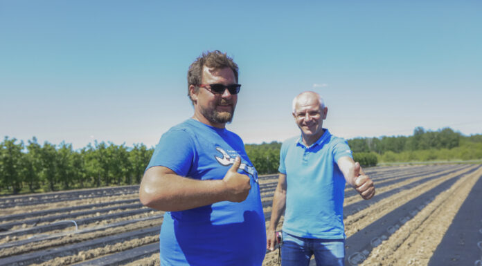 Folia i agrowłóknina na truskawkowe zagony