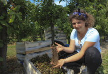 Sadzenie truskawek w maju. Kiedy będą pierwsze owoce?
