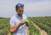 Ochrona truskawek w trakcie owocowania