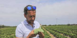 Ochrona truskawek w trakcie owocowania