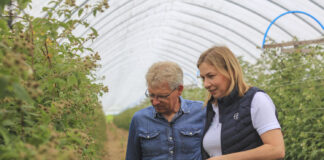 Aktualne zagrożenia na plantacjach malin: przędziorki, rdza i szara pleśń