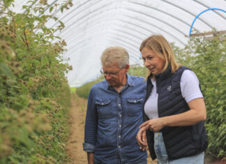 Aktualne zagrożenia na plantacjach malin: przędziorki, rdza i szara pleśń