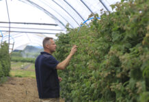 Strategia ochrony malin przed szarą pleśnią