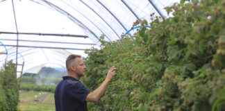 Strategia ochrony malin przed szarą pleśnią