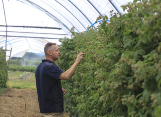 Strategia ochrony malin przed szarą pleśnią