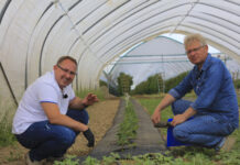 Maliny w monokulturze. Trzeba poprawić właściwości gleby