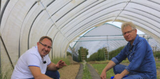 Maliny w monokulturze. Trzeba poprawić właściwości gleby