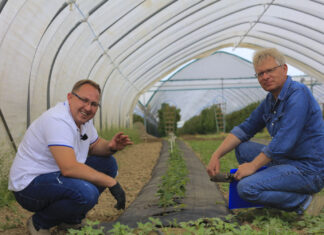 Maliny w monokulturze. Trzeba poprawić właściwości gleby