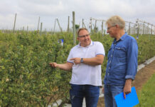 Jak zadbać o borówki? Lepsza żyzność gleby i trwalsze owoce