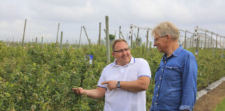 Jak zadbać o borówki? Lepsza żyzność gleby i trwalsze owoce