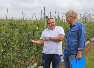 Jak zadbać o borówki? Lepsza żyzność gleby i trwalsze owoce