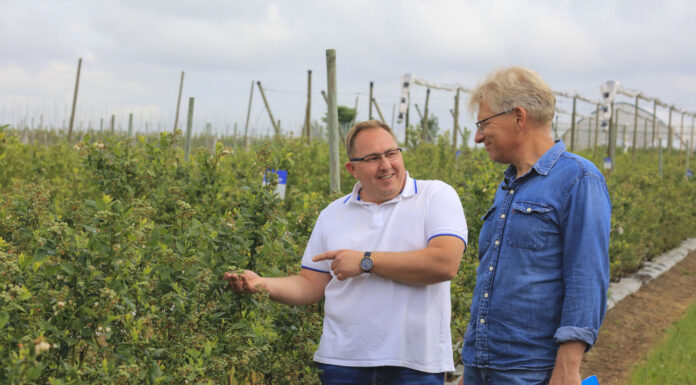 Jak zadbać o borówki? Lepsza żyzność gleby i trwalsze owoce