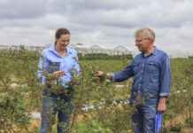 Walka o wielkość borówek. Jest rozwiązanie!
