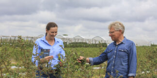 Walka o wielkość borówek. Jest rozwiązanie!