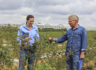 Walka o wielkość borówek. Jest rozwiązanie!