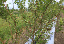 Borówka 2024. Kiedy ruszą zbiory i jaka będzie podaż owoców