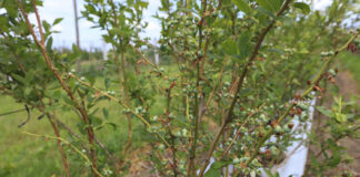 Borówka 2024. Kiedy ruszą zbiory i jaka będzie podaż owoców