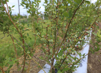 Borówka 2024. Kiedy ruszą zbiory i jaka będzie podaż owoców