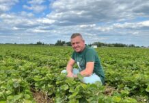 Truskawki spod płaskich okryw trafiają na rynek
