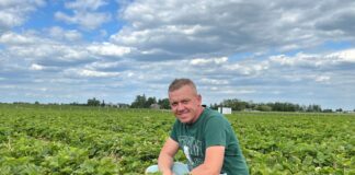 Truskawki spod płaskich okryw trafiają na rynek