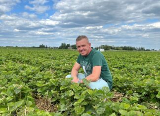 Truskawki spod płaskich okryw trafiają na rynek