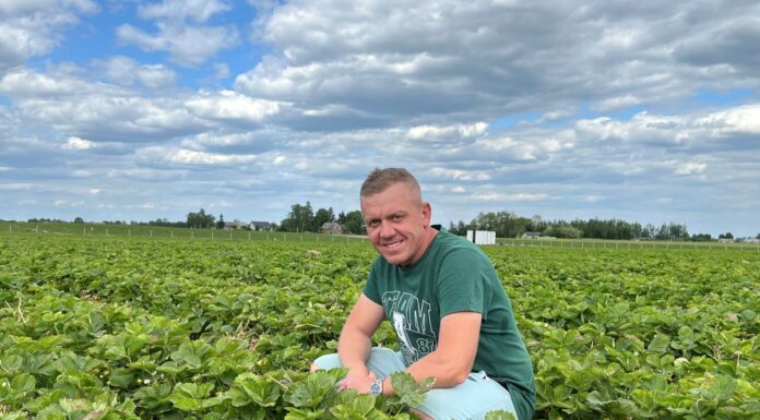 Truskawki spod płaskich okryw trafiają na rynek