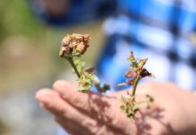 Rozwiązania wspomagające borówki w trudnych warunkach