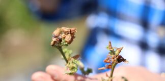 Rozwiązania wspomagające borówki w trudnych warunkach