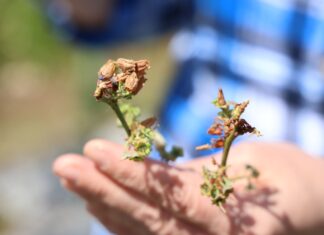 Rozwiązania wspomagające borówki w trudnych warunkach