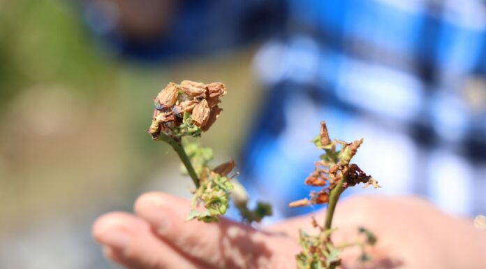 Rozwiązania wspomagające borówki w trudnych warunkach