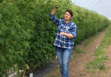 Ochrona malin przed chorobami i szkodnikami – rekomendacje nie tylko dla tuneli