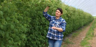 Ochrona malin przed chorobami i szkodnikami – rekomendacje nie tylko dla tuneli