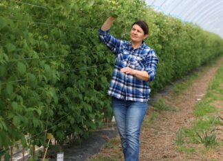 Ochrona malin przed chorobami i szkodnikami – rekomendacje nie tylko dla tuneli